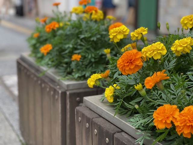 吉祥寺平和通り